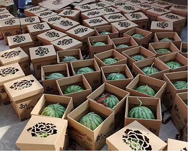 直溪鎮 奶基西瓜為鄉村振興“甜蜜”賦能——大卓科技以科技之力譜寫農業新篇章